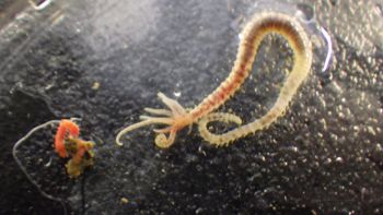 Media type: image;   Invertebrate Zoology 153142 Description: live specimen;